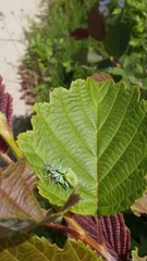 Chlorophanus grandis