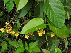 Stigmaphyllon echitoides