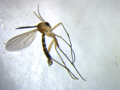 Aneura fusca
