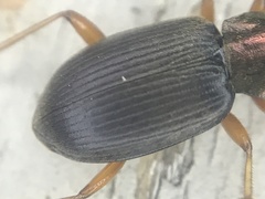 Chlaenius tricolor
