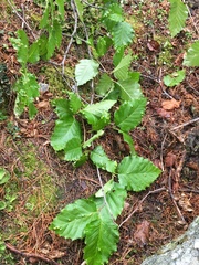 Acalitus brevitarsus