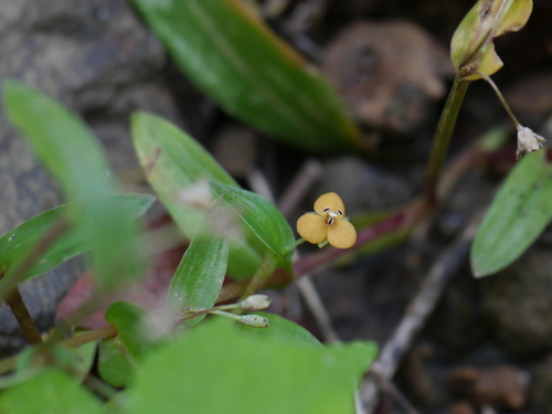 Murdannia versicolor (Murdannia versicolor)
