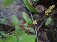 Murdannia lanuginosa