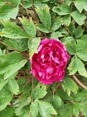 Paeonia × suffruticosa