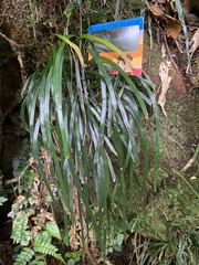 Haplopteris anguste-elongata