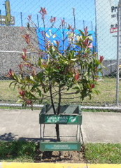 Ardisia revoluta