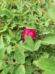 Paeonia × suffruticosa