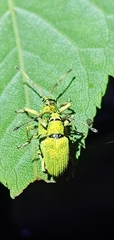 Cyphicerini