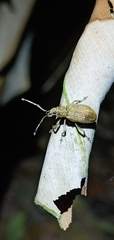 Cyphicerini
