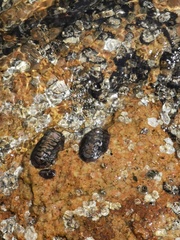 Chitonidae