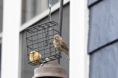 Haemorhous mexicanus