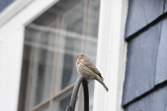 Haemorhous mexicanus