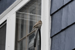 Haemorhous mexicanus