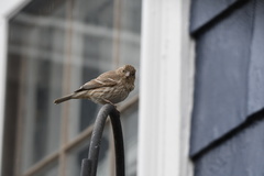 Haemorhous mexicanus