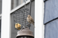 Haemorhous mexicanus