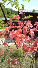 Rhododendron kaempferi