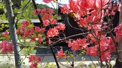 Rhododendron kaempferi