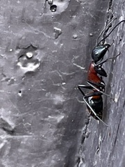 Camponotus obscuripes