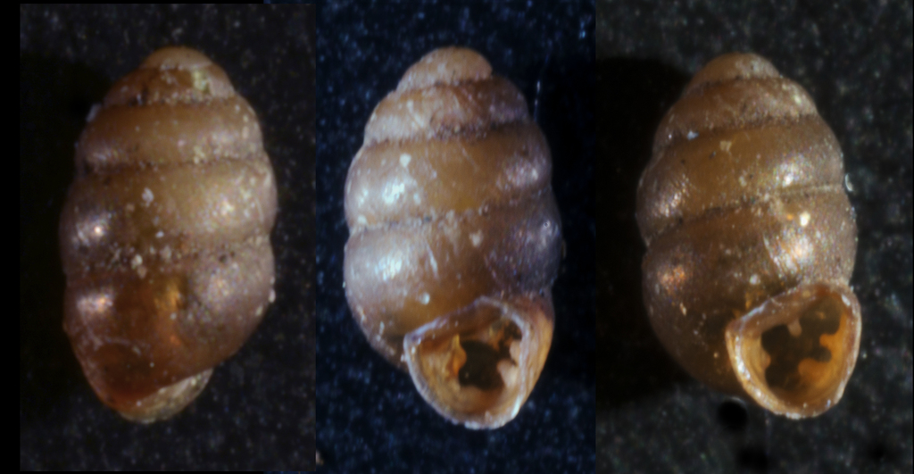 Whorl Snails