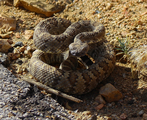Photo of a Panamint Rattlesnake (Crotalus stephensi)