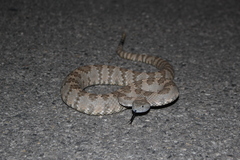 Crotalus stephensi