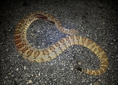 Crotalus stephensi