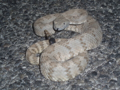 Crotalus stephensi