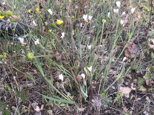 iNaturalist observation photo of western blue-eyed grass