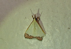 Autocharis hedyphaes