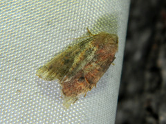 Anathix puta