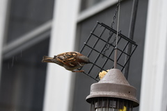 Passer domesticus