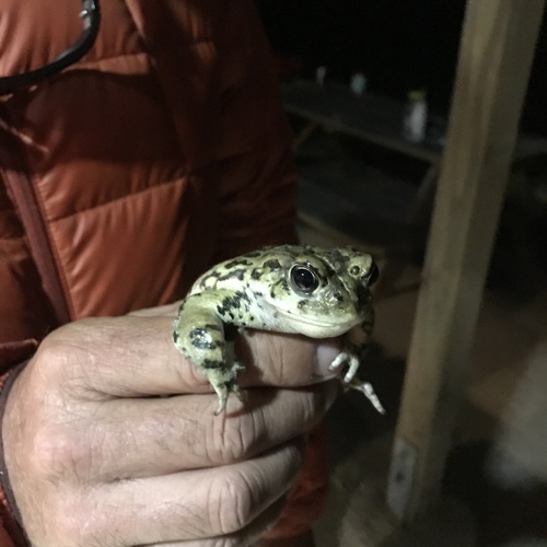 iNaturalist observation photo of Western Toad