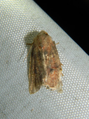 Anathix puta
