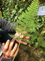 Acystopteris tenuisecta