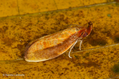 Hypercallia