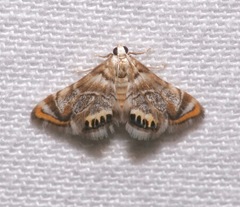 Eoparargyractis irroratalis