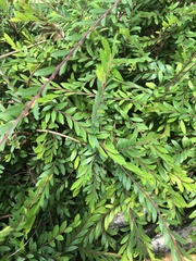 Phyllanthus myrtifolius