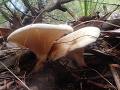 Austropaxillus muelleri