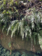 Asplenium gueinzianum