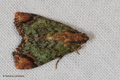 Michaelshaffera maidoa