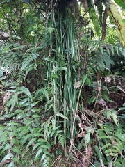Haplopteris flexuosa