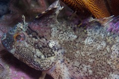 Clinus superciliosus