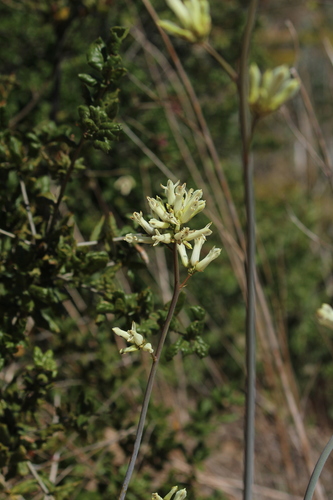Image of Ehrendorferia ochroleuca by no rights reserved
