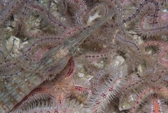 Syngnathus temminckii