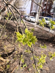 Acer negundo