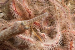 Syngnathus temminckii