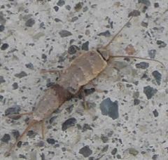 Ctenolepisma ciliatum