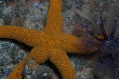 Fromia schultzei