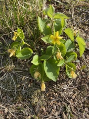 Viola xanthopetala