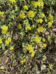 Chrysosplenium pilosum